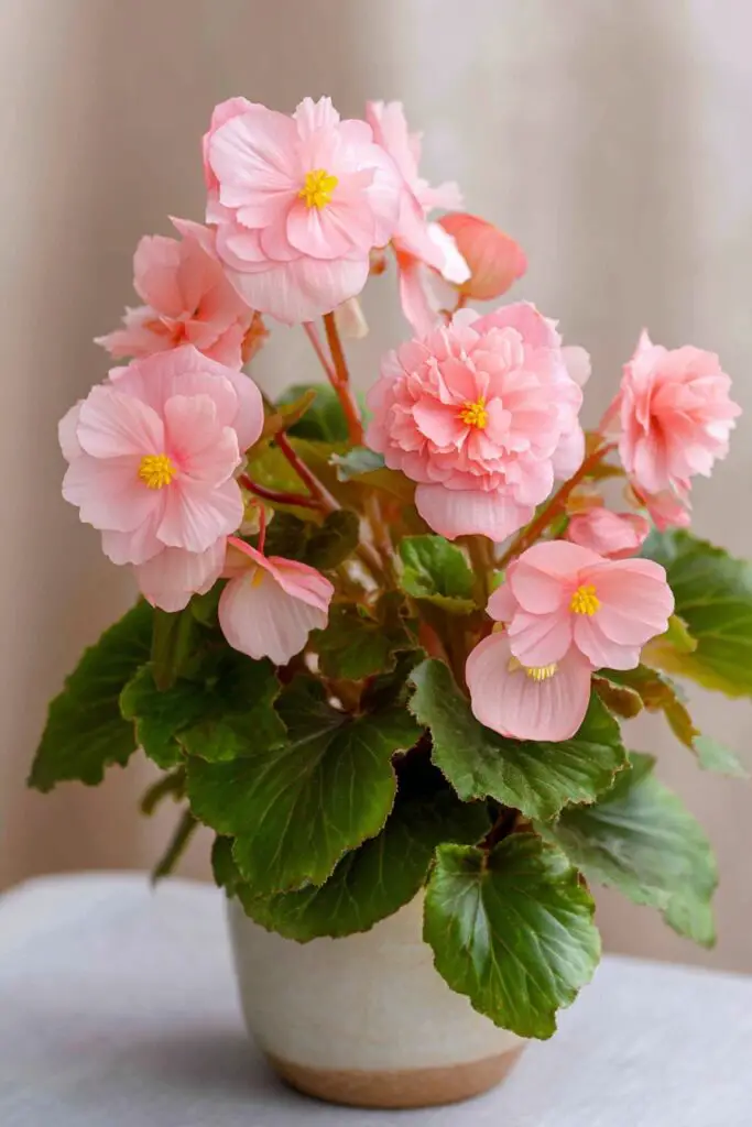 11 Fragrant Indoor Plants for a Garden-Fresh Home 4 11 Fragrant Indoor Plants for a Garden-Fresh Home