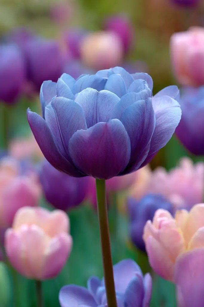 Do Blue Tulips Exist in Nature? 4 Do Blue Tulips Exist in Nature?