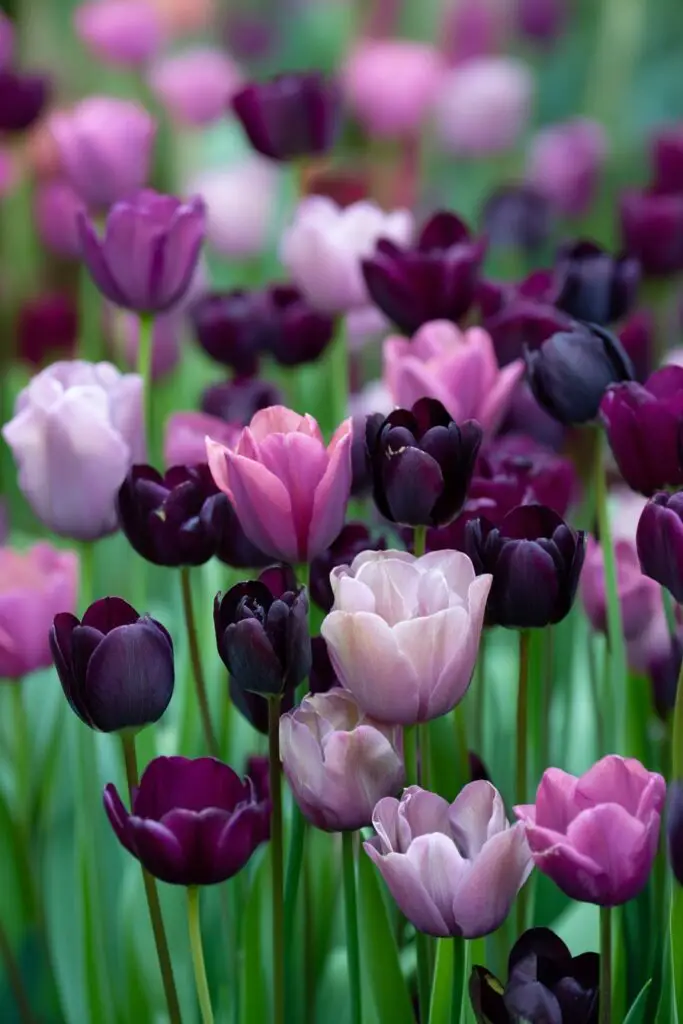 Purple Tulips: Royal Elegance of Spring Gardens 2 Purple Tulips: Royal Elegance of Spring Gardens