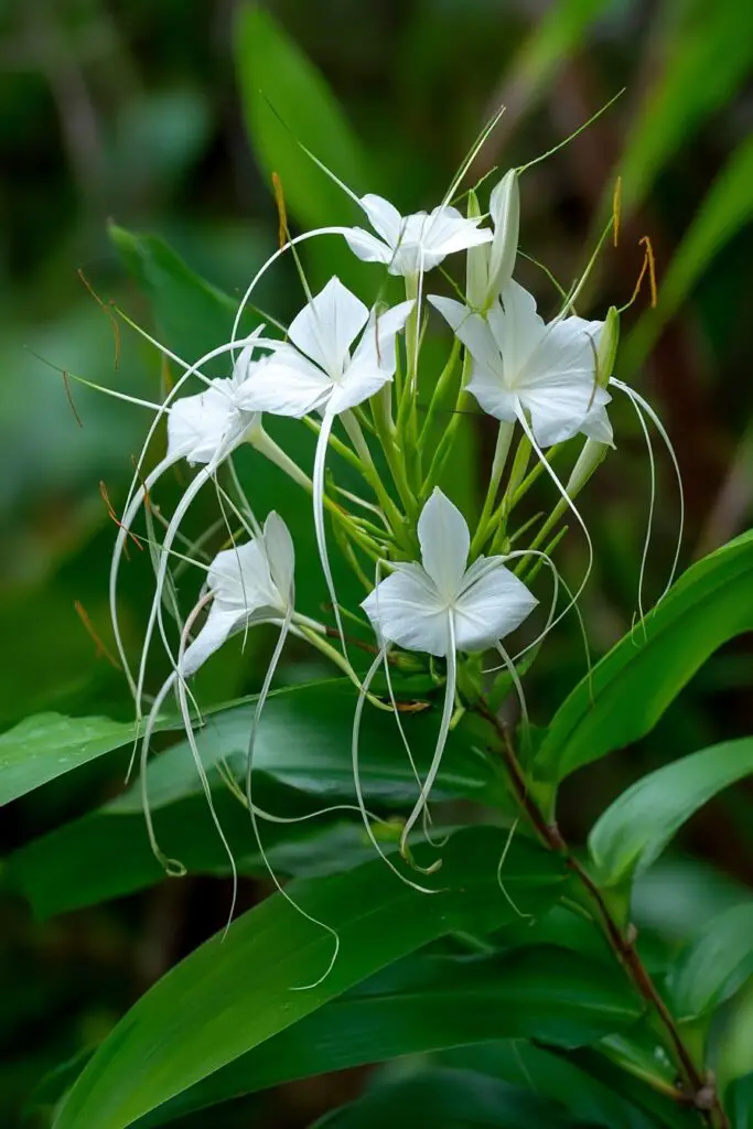 13 Unique Flowers That Make Your Garden Stand Out 5 13 Unique Flowers That Make Your Garden Stand Out