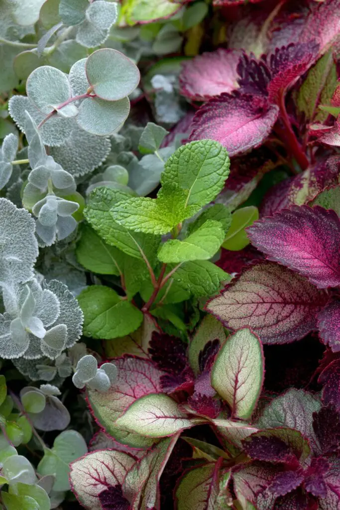 10 Cut Flower Garden Ideas for Home Bouquets 5 10 Cut Flower Garden Ideas for Home Bouquets