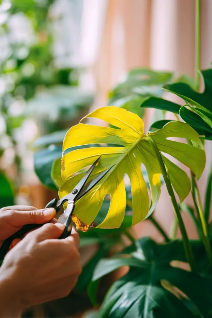 Monstera Leaf Care Guide for Stunning Indoor Growth 5 Monstera Leaf Care Guide for Stunning Indoor Growth