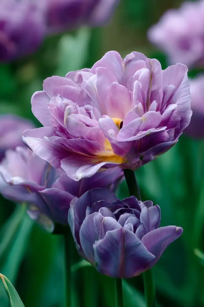 Do Blue Tulips Exist in Nature? 5 Do Blue Tulips Exist in Nature?