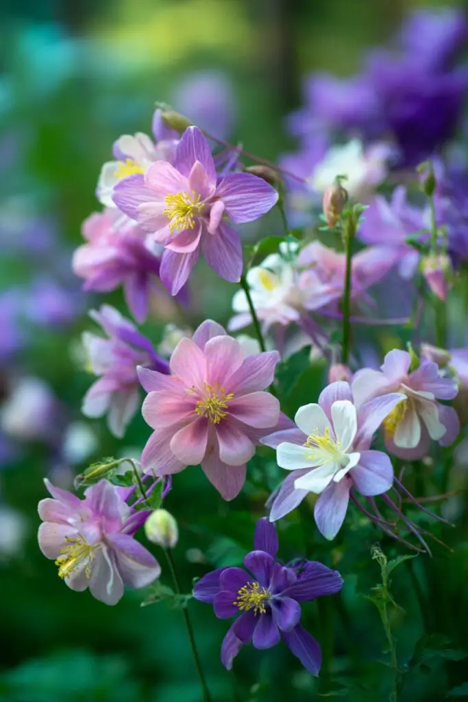 9 Perennial Flowers to Plant in April for Lasting Blooms 6 9 Perennial Flowers to Plant in April for Lasting Blooms