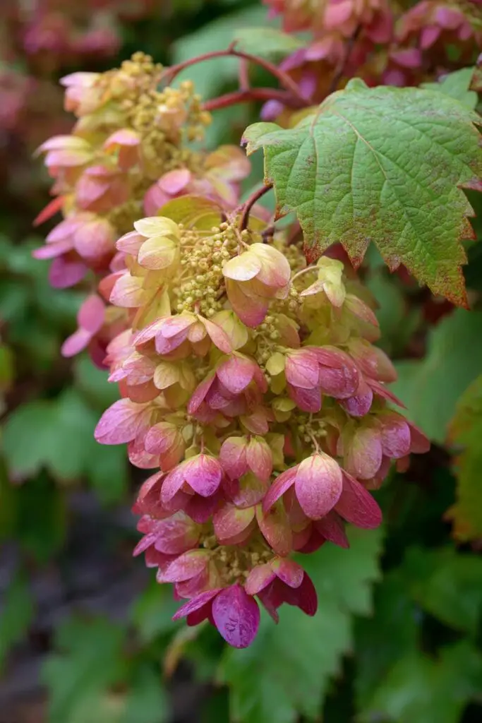 6 Types of Hydrangeas to Elevate Any Landscape 6 6 Types of Hydrangeas to Elevate Any Landscape