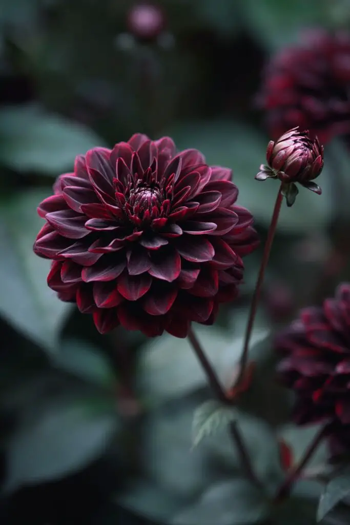 10 Stunning Black Flowers for Bold Bouquets 7 10 Stunning Black Flowers for Bold Bouquets