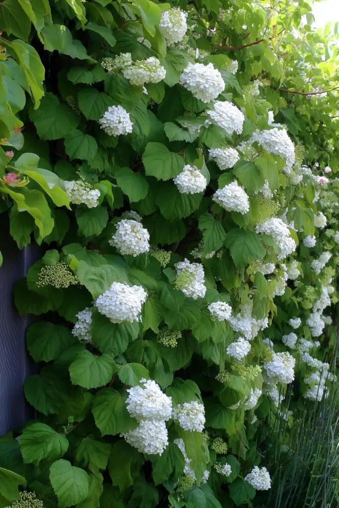 6 Types of Hydrangeas to Elevate Any Landscape 7 6 Types of Hydrangeas to Elevate Any Landscape