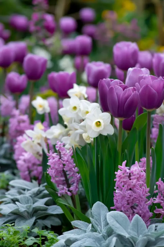 Purple Tulips: Royal Elegance of Spring Gardens 5 Purple Tulips: Royal Elegance of Spring Gardens