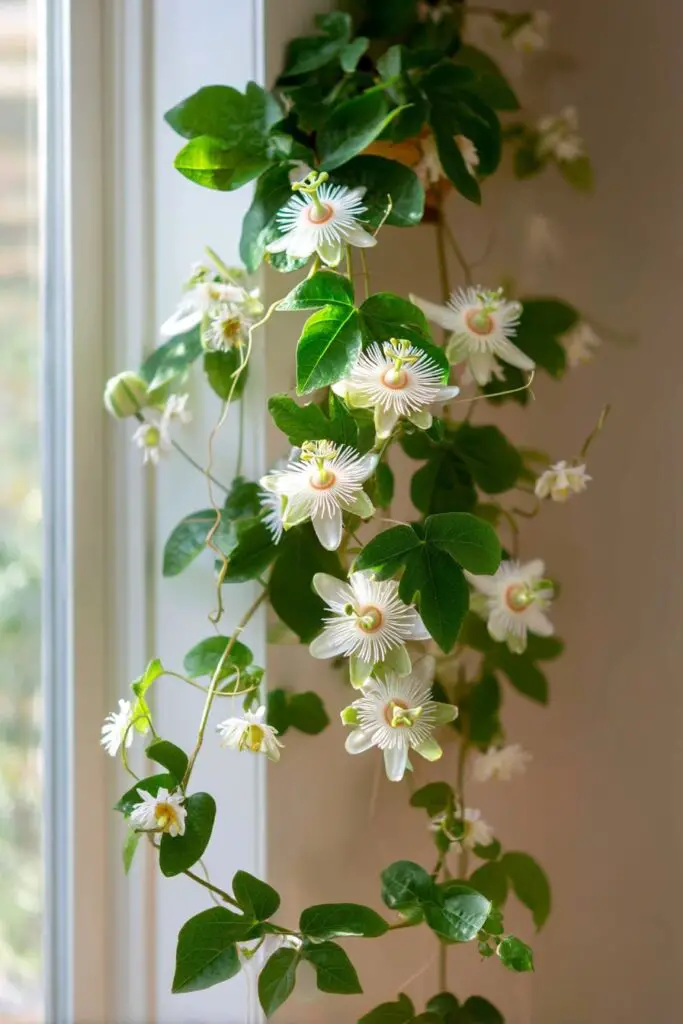11 Fragrant Indoor Plants for a Garden-Fresh Home 7 11 Fragrant Indoor Plants for a Garden-Fresh Home