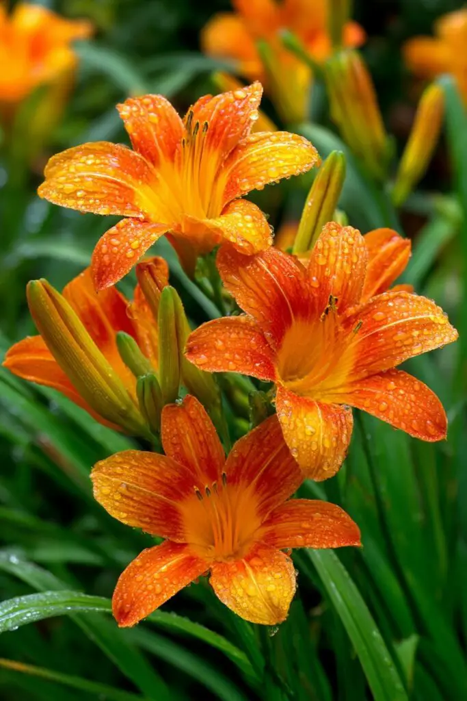 9 Perennial Flowers to Plant in April for Lasting Blooms 8 9 Perennial Flowers to Plant in April for Lasting Blooms