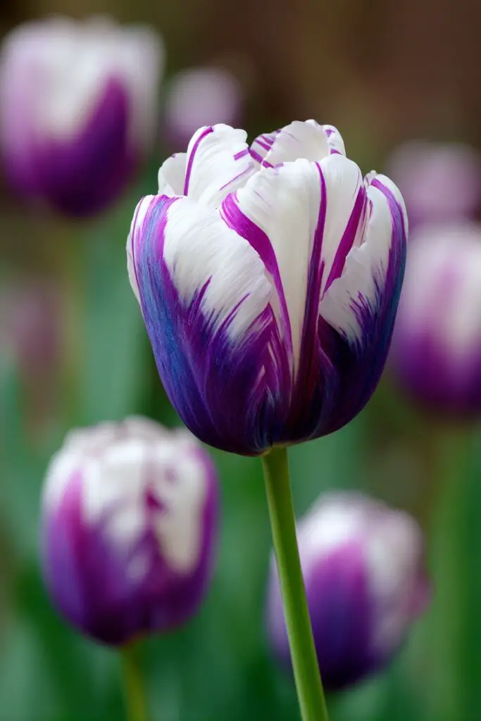Do Blue Tulips Exist in Nature? 8 Do Blue Tulips Exist in Nature?