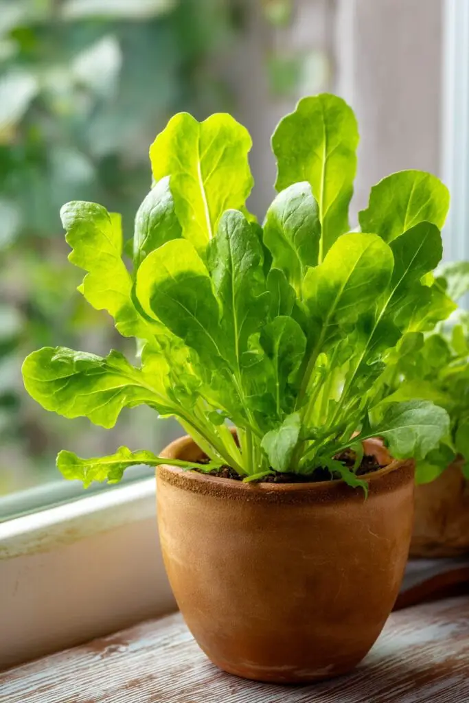 10 Best Vegetables for Container Gardening 10 10 Best Vegetables for Container Gardening