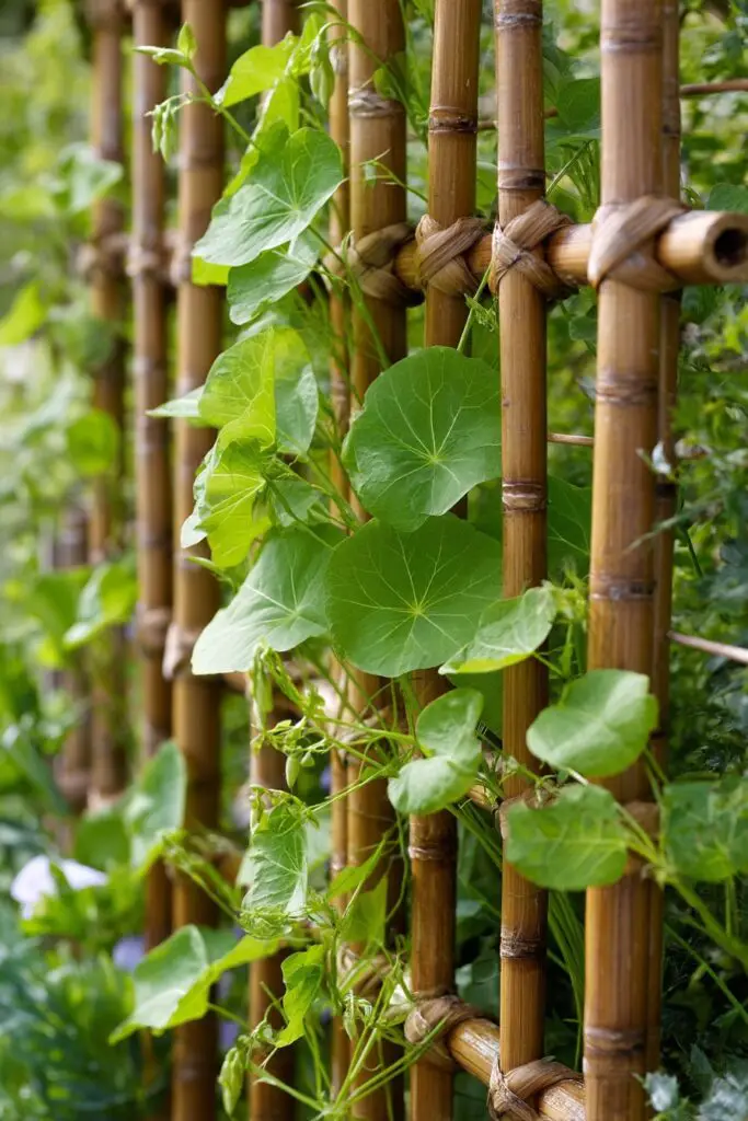 10 Creative Garden Trellis Ideas for Vertical Gardening 10 10 Creative Garden Trellis Ideas for Vertical Gardening