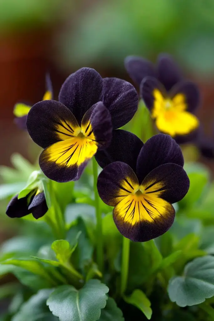 10 Stunning Black Flowers for Bold Bouquets 10 10 Stunning Black Flowers for Bold Bouquets