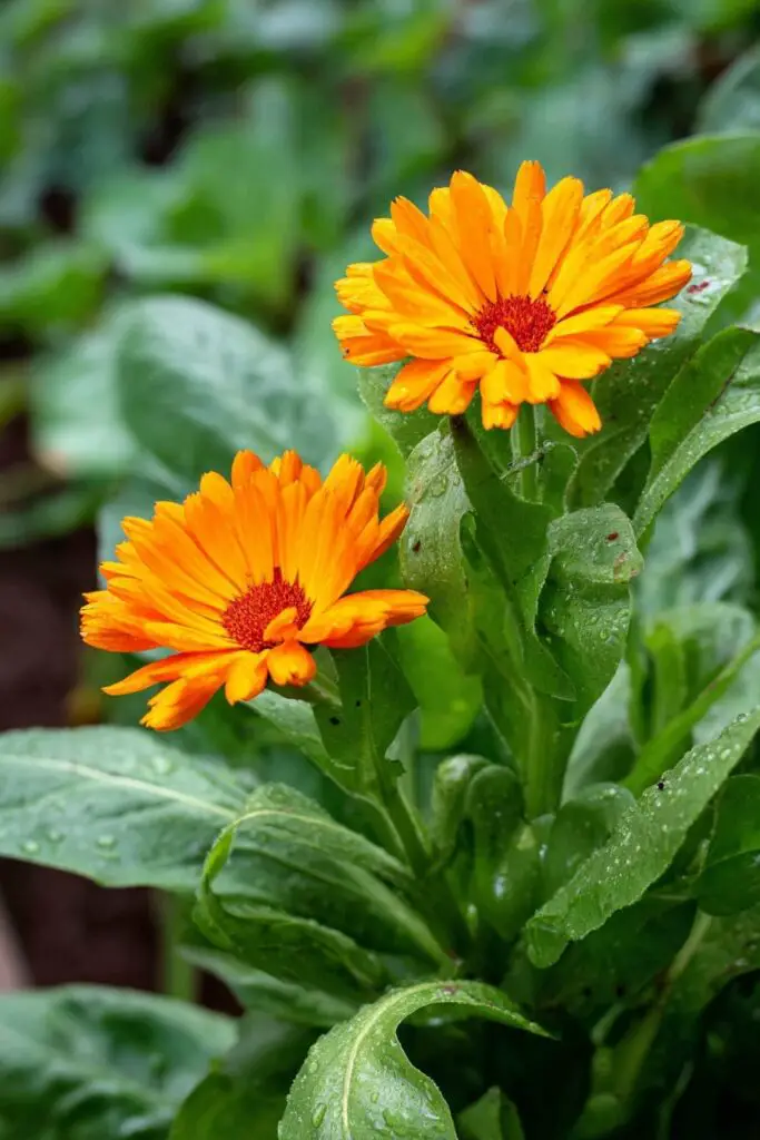 Best Spring Flowers for Companion Planting 6 Best Spring Flowers for Companion Planting