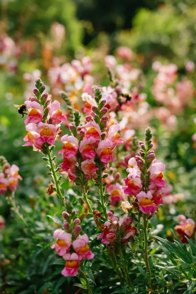 Best Spring Flowers for Companion Planting 5 Best Spring Flowers for Companion Planting