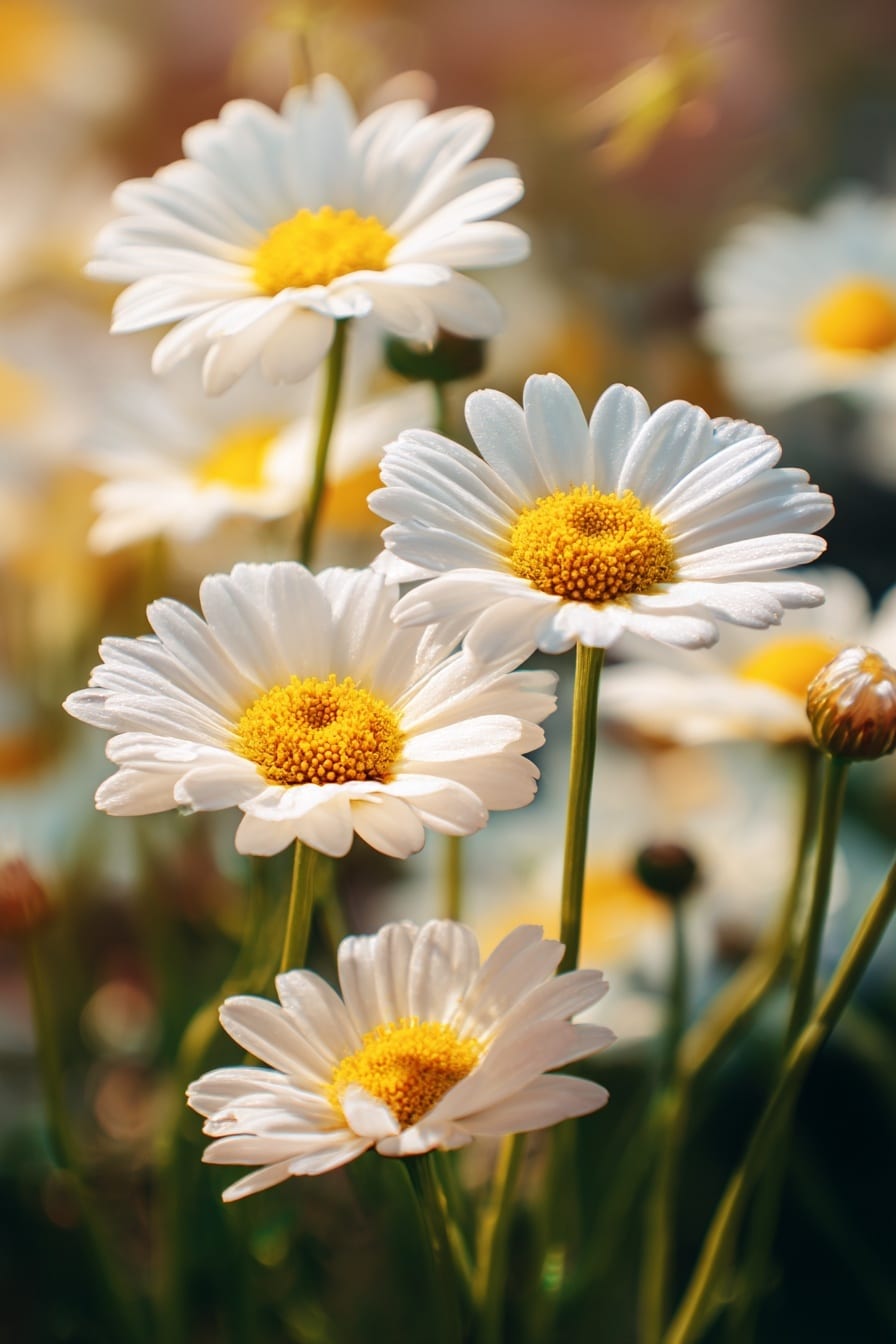 The Meaning of Daisy Flowers Explained
