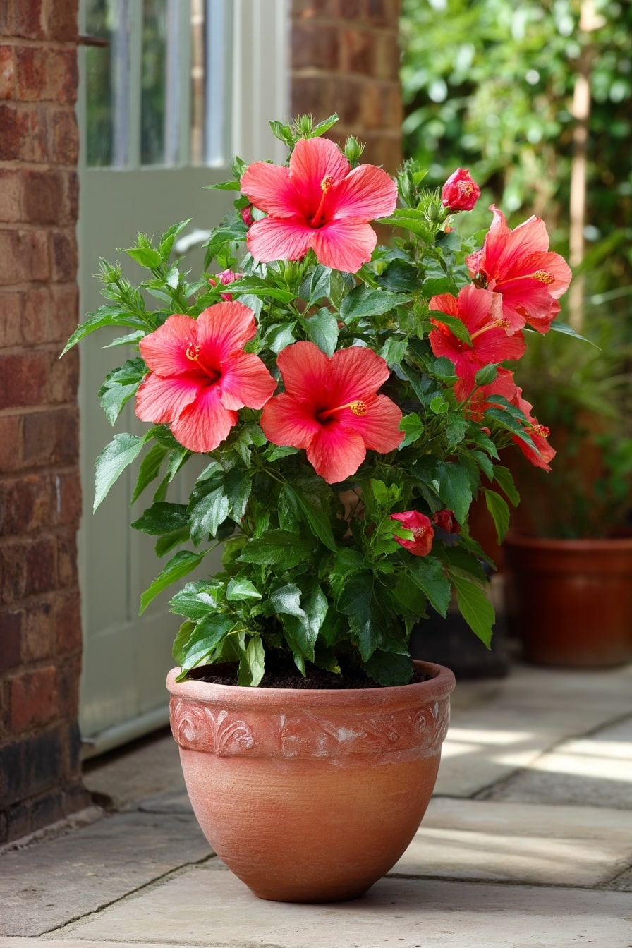 How to Grow and Care for Hibiscus Flower