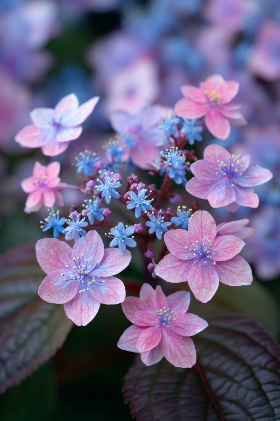 6 Types of Hydrangeas to Elevate Any Landscape