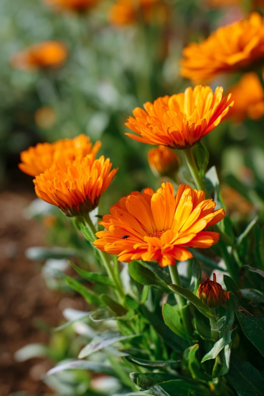 Best Spring Flowers for Companion Planting