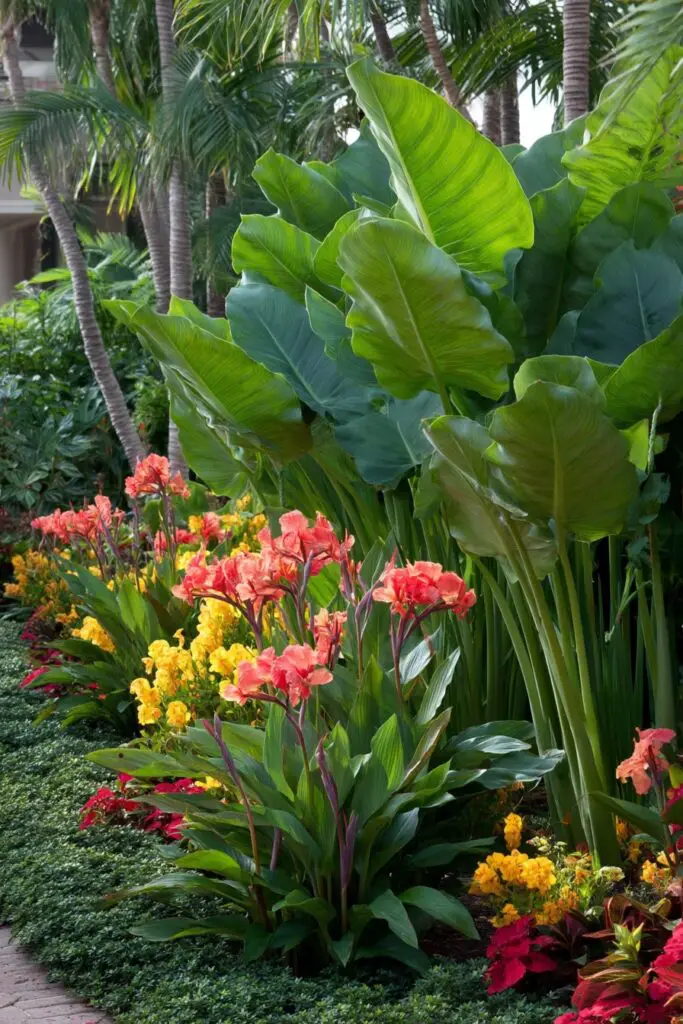 Best Companion Plants for Canna Lily 2 Best Companion Plants for Canna Lily