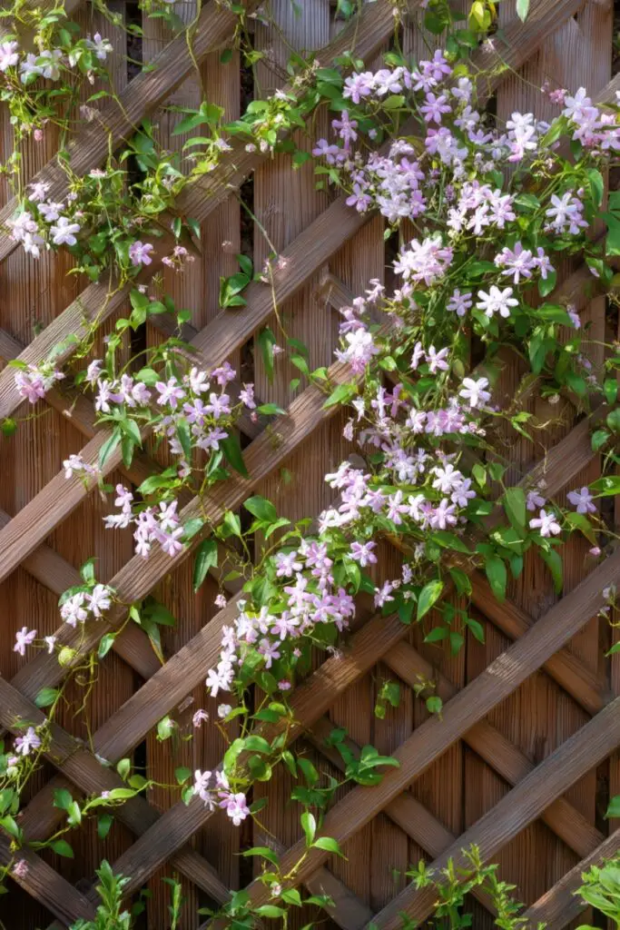 11 Cheap Fence Ideas for Budget-Friendly Privacy 11 11 Cheap Fence Ideas for Budget-Friendly Privacy