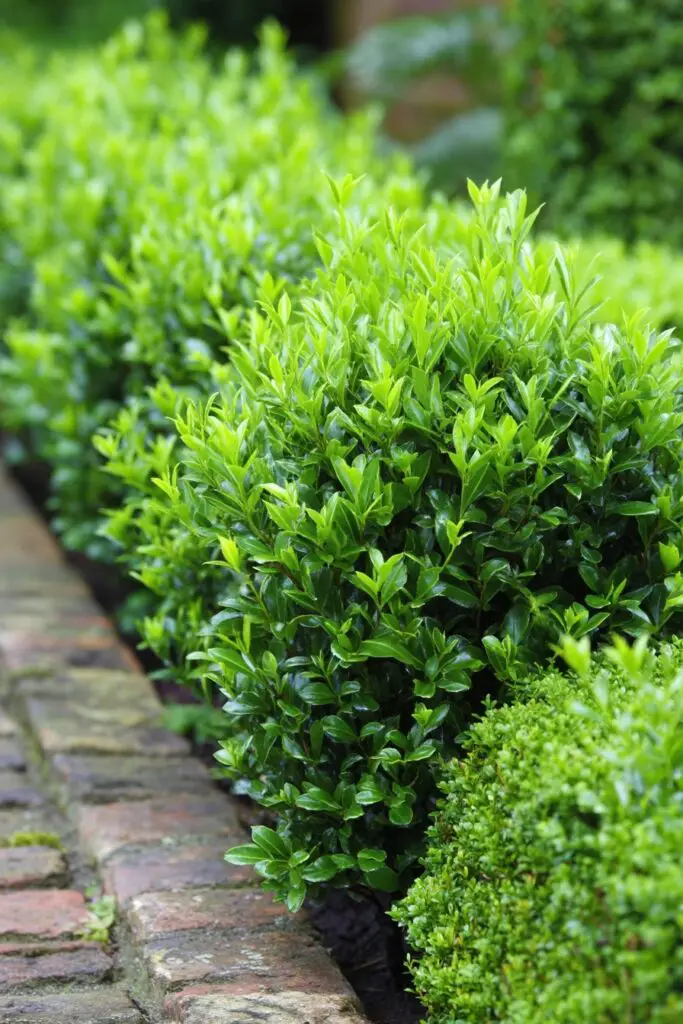 Low-Growing Shrubs Every Garden Needs 3 Low-Growing Shrubs Every Garden Needs