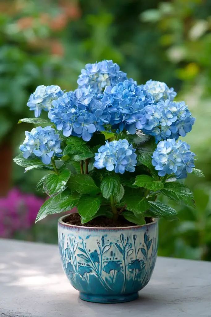Top 5 Dwarf Hydrangea Varieties for Small Spaces 3 Top 5 Dwarf Hydrangea Varieties for Small Spaces
