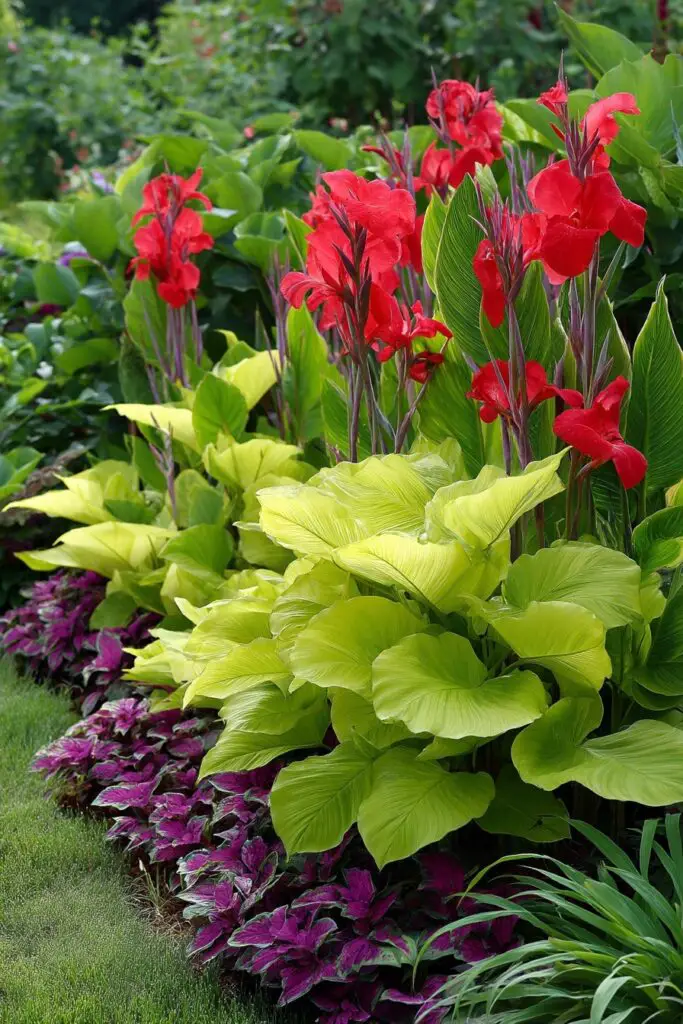 Best Companion Plants for Canna Lily 3 Best Companion Plants for Canna Lily