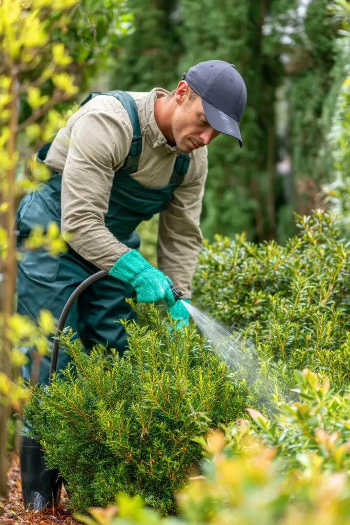 7 Evergreen Plants You Should Never Cut Back 4 7 Evergreen Plants You Should Never Cut Back