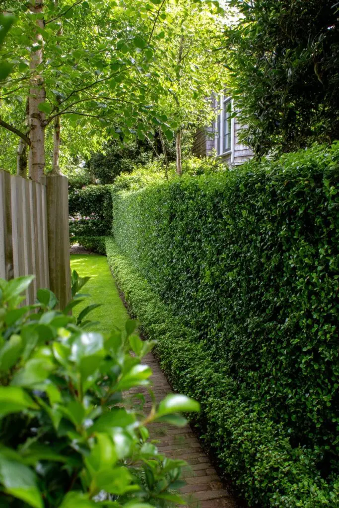 11 Cheap Fence Ideas for Budget-Friendly Privacy 6 11 Cheap Fence Ideas for Budget-Friendly Privacy
