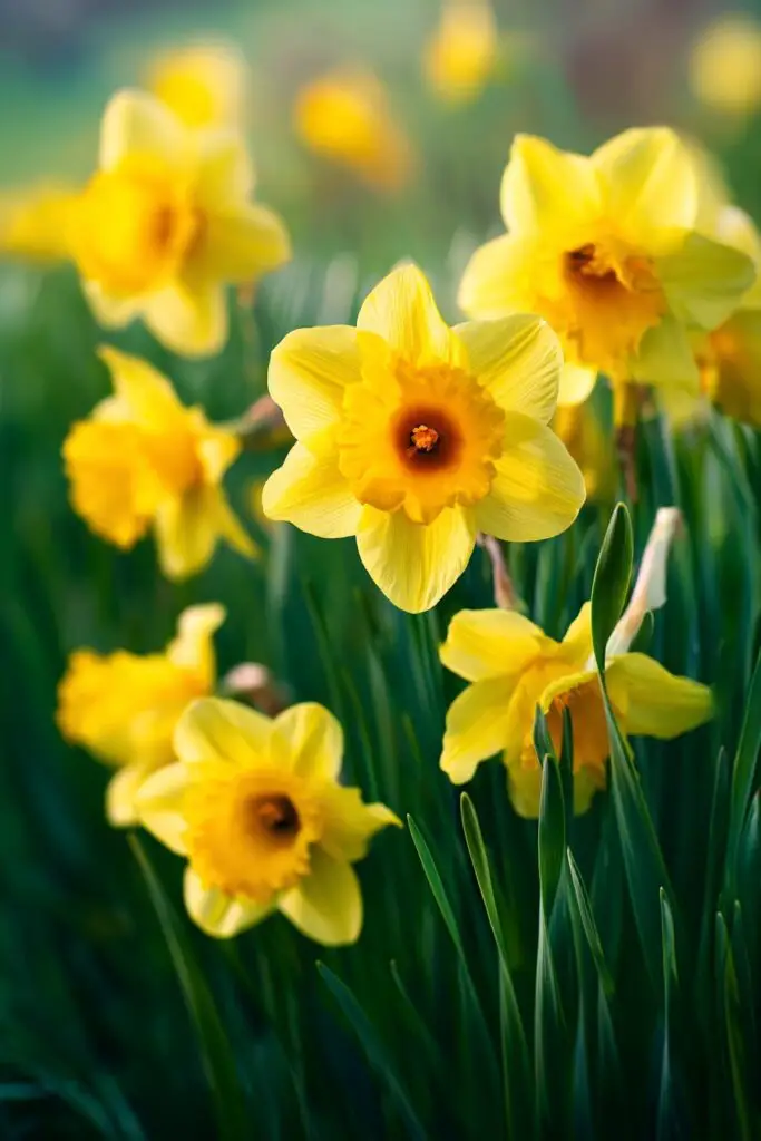 Beautiful Spring Flowers Guide 3 Beautiful Spring Flowers Guide