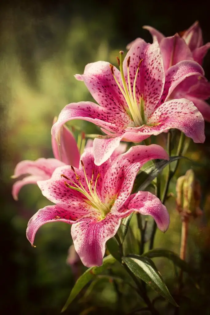 5 Facts About the Stunning Stargazer Lily 2 5 Facts About the Stunning Stargazer Lily