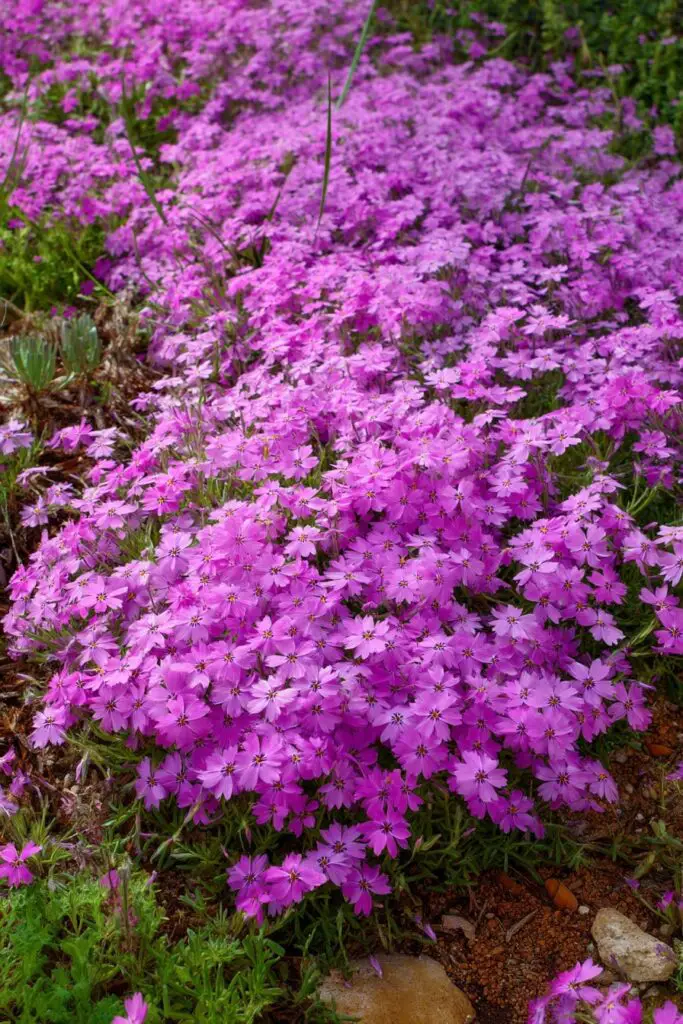 Creeping Phlox Ground Cover Care Guide 2 Creeping Phlox Ground Cover Care Guide