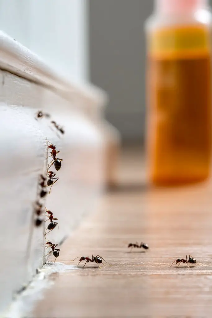 Best Ant Killers for Fast and Effective Control 4 Best Ant Killers for Fast and Effective Control