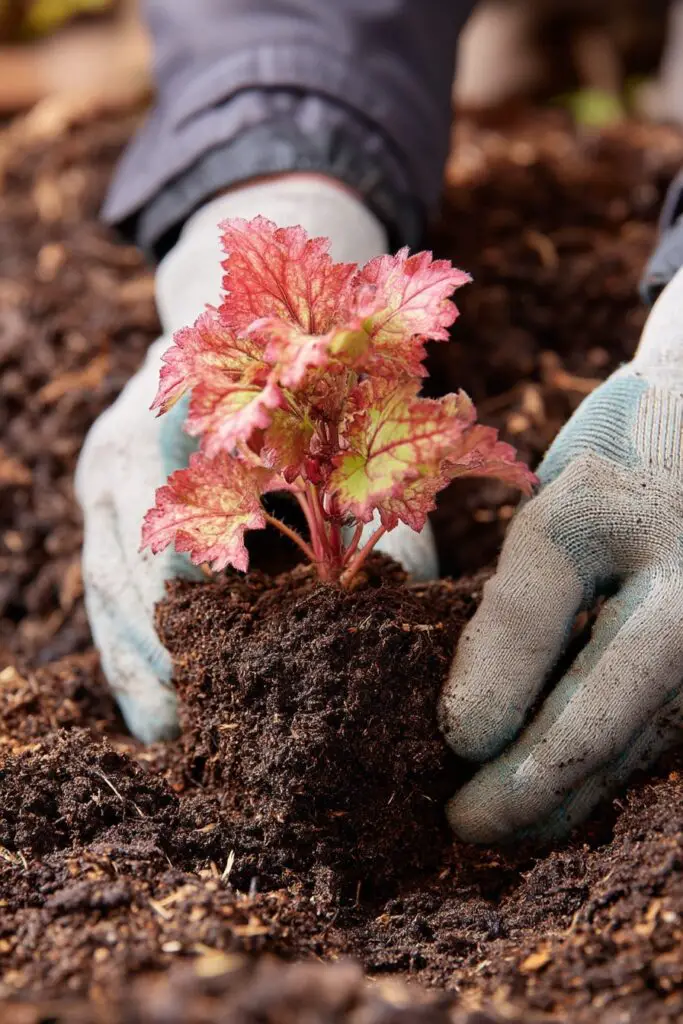 How to Grow Coral Bells: 5 Easy Care Tips 4 How to Grow Coral Bells: 5 Easy Care Tips