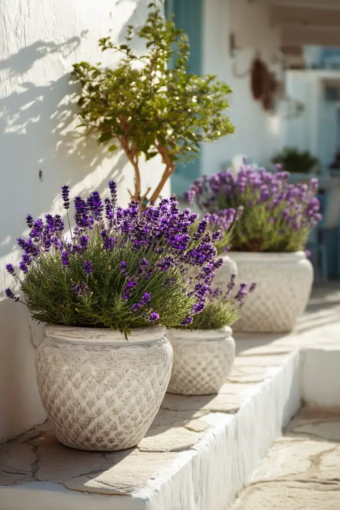 Low Maintenance Patio Plants for Containers 6 Low Maintenance Patio Plants for Containers