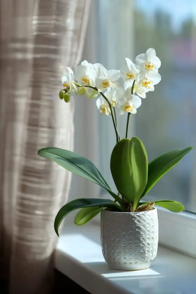How To Revive An Orchid: 5 Easy Ways 4 How To Revive An Orchid: 5 Easy Ways