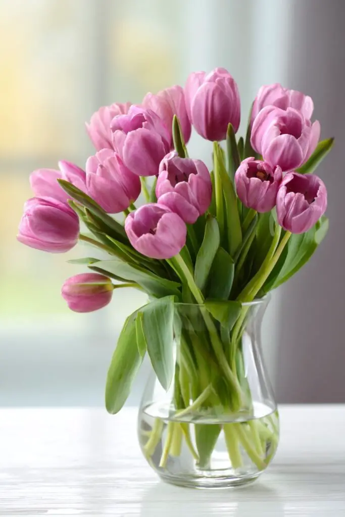 8 Tulips Flowers Facts Every Gardener Should Know 5 8 Tulips Flowers Facts Every Gardener Should Know