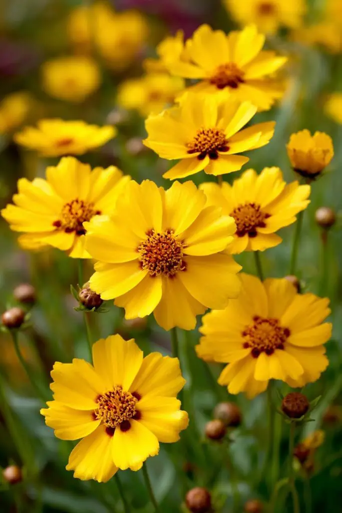 7 Full Sun Perennials for a Colorful Garden 7 7 Full Sun Perennials for a Colorful Garden