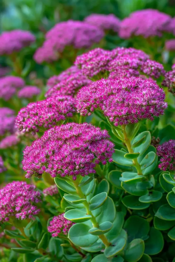 7 Full Sun Perennials for a Colorful Garden 8 7 Full Sun Perennials for a Colorful Garden