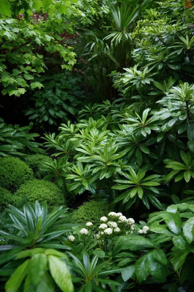 Evergreen Landscape: 9 Ways to Add Year-Round Structure 8 Evergreen Landscape: 9 Ways to Add Year-Round Structure