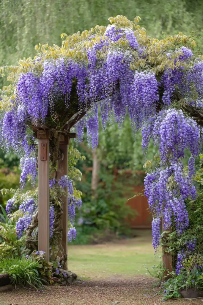 Wisteria Trellis: 5 Ways to Train Wisteria to Climb 6 Wisteria Trellis: 5 Ways to Train Wisteria to Climb