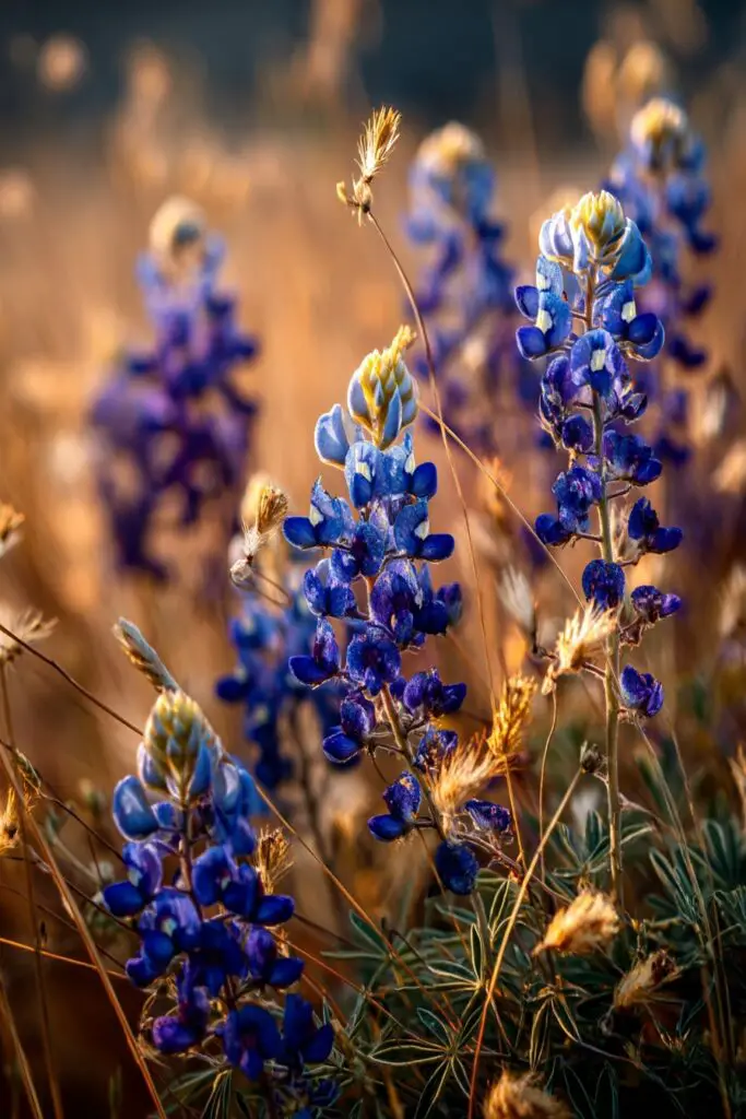Growing Bluebonnets: When to Plant Guide 6 Growing Bluebonnets: When to Plant Guide