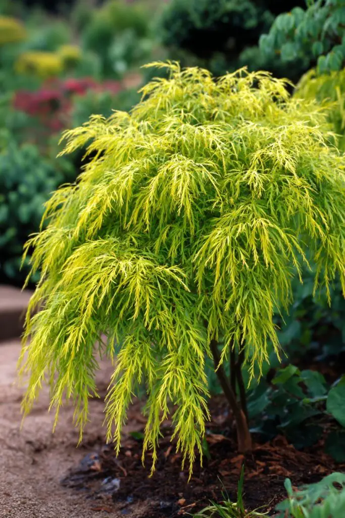 8 Japanese Maple Trees for a Colorful Landscape 10 8 Japanese Maple Trees for a Colorful Landscape