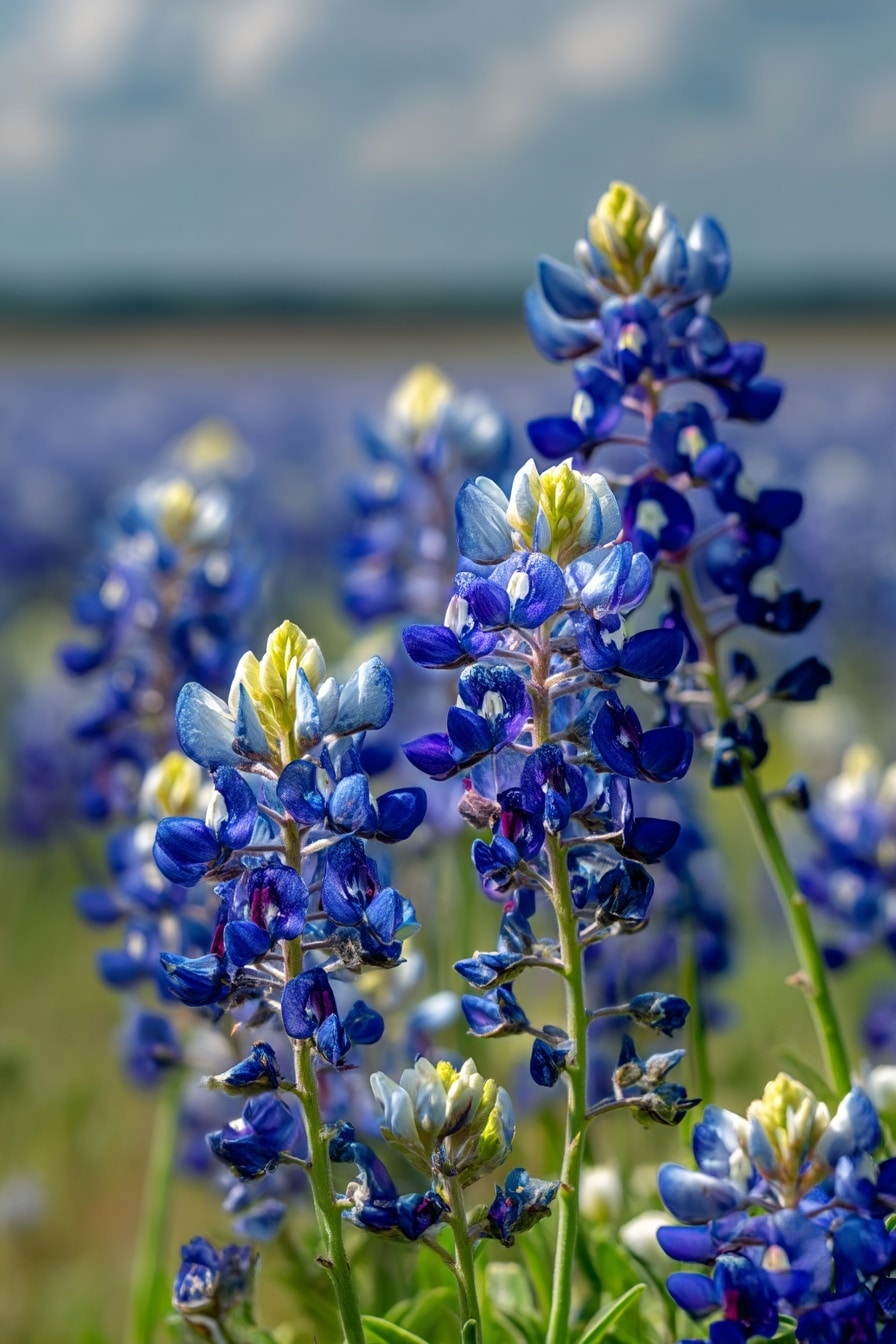Growing Bluebonnets: When to Plant Guide