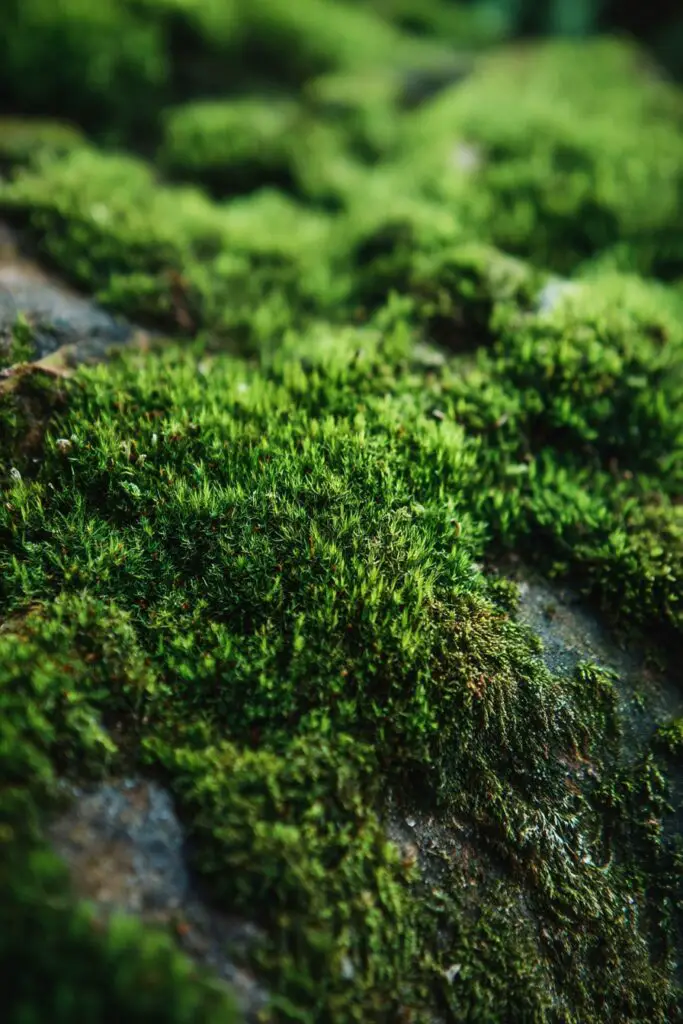 Grow a Fairy Garden with These 5 Plants 2 Grow a Fairy Garden with These 5 Plants