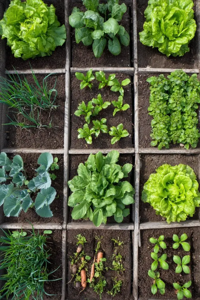 How to Design the Perfect Vegetable Garden Layout in 5 Ways 6 How to Design the Perfect Vegetable Garden Layout in 5 Ways