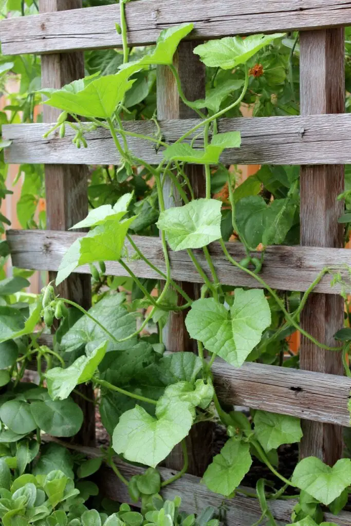 7 Best Cucumber Trellis Ideas + Easy DIY Designs 7 7 Best Cucumber Trellis Ideas + Easy DIY Designs