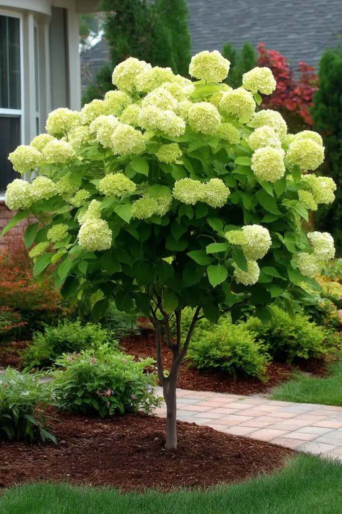Limelight Hydrangea Landscaping: 5 Creative Ideas 7 Limelight Hydrangea Landscaping: 5 Creative Ideas